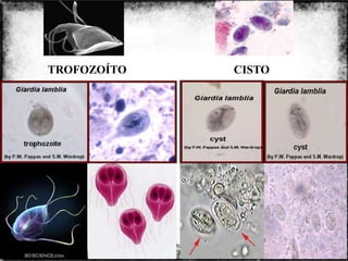 TROFOZOÍTO                       CISTO




             Colorado do Oeste
                                         16
                   2013
 