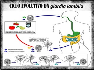 CICLO EVOLUTIVO DA giardia lamblia




              Colorado do Oeste
                                     18
                    2013
 