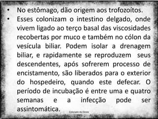 • No estômago, dão origem aos trofozoítos.
• Esses colonizam o intestino delgado, onde
  vivem ligado ao terço basal das viscosidades
  recobertas por muco e também no cólon da
  vesícula biliar. Podem isolar a drenagem
  biliar, e rapidamente se reproduzem seus
  descendentes, após sofrerem processo de
  encistamento, são liberados para o exterior
  do hospedeiro, quando este defecar. O
  período de incubação é entre uma e quatro
  semanas e a infecção pode ser
  assintomática.   Colorado do Oeste
                                            19
                         2013
 