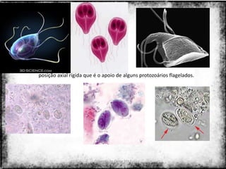 posição axial rígida que é o apoio de alguns protozoários flagelados.




                        Colorado do Oeste 2013                          32
 