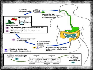 Colorado do Oeste 2013   9
 