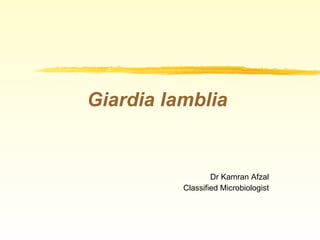 Giardia lamblia Dr Kamran Afzal Classified Microbiologist 