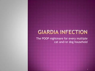 GIARDIA INFECTION The POOP nightmare for every multiple cat and/or dog household 1 