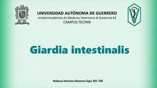 Giardia intestinalis
UNIVERSIDAD AUTÓNOMA DE GUERRERO
Unidad Académica de Medicina Veterinaria & Zootecnia #3
CAMPUS TECPAN
Rebeca Herrera Moreno Gpo 301 TM.
 
