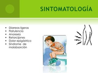 Cara  dorsal  convexa  y  una  ventral  plana,  esta  ultima  ocupada en  su mayor  parte  por dos depresiones adyacentes  que  constituyen  el  disco  suctor    el  cual  funciona  de  manera  semejante  a la  de  una  ventosa.