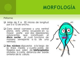  El agua  juega  un papel  importante  en la transmisión,  pero cualquier  alimento,  fomites y  moscas  domesticas  pueden  servir  de vehículo.