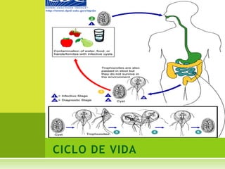 Quistes - la fase de reposo que permite al parásito sobrevivir fuera del cuerpo. FASE INFECTANTEMORFOLOGÍAPiriforme Mide de 9 a  20 micras de longitud por 5 a 12 de ancho.