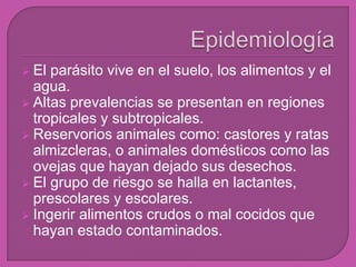  El parásito vive en el suelo, los alimentos y el
agua.
 Altas prevalencias se presentan en regiones
tropicales y subtropicales.
 Reservorios animales como: castores y ratas
almizcleras, o animales domésticos como las
ovejas que hayan dejado sus desechos.
 El grupo de riesgo se halla en lactantes,
prescolares y escolares.
 Ingerir alimentos crudos o mal cocidos que
hayan estado contaminados.
 