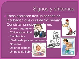 Estos aparecen tras un periodo de
incubación que dura de 1-3 semanas.
Consisten principalmente en:
• Diarrea intermitente
• Cólico abdominal
• Flatulencias
• Pérdida de peso e inapetencia
• Náuseas
• Dolor de cabeza
• Un poco de fiebre
 