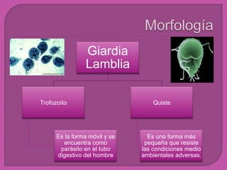 Giardia
Lamblia
Trofozoíto
Es la forma móvil y se
encuentra como
parásito en el tubo
digestivo del hombre
Quiste
Es una forma más
pequeña que resiste
las condiciones medio
ambientales adversas.
 
