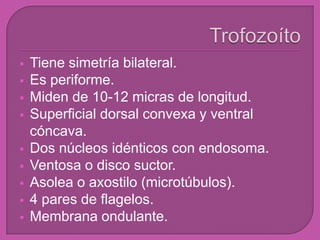  Tiene simetría bilateral.
 Es periforme.
 Miden de 10-12 micras de longitud.
 Superficial dorsal convexa y ventral
cóncava.
 Dos núcleos idénticos con endosoma.
 Ventosa o disco suctor.
 Asolea o axostilo (microtúbulos).
 4 pares de flagelos.
 Membrana ondulante.
 