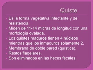  Es la forma vegetativa infectante y de
resistencia.
 Miden de 11-14 micras de longitud con una
morfología ovalada.
 Los quistes maduros tienen 4 núcleos
mientras que los inmaduros solamente 2.
 Membrana de doble pared (quística).
 Restos flagelares.
 Son eliminados en las heces fecales.
 