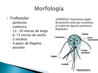 Slide De Trofozoito De Giardia Lamblia Giardia Shawnee Runyon