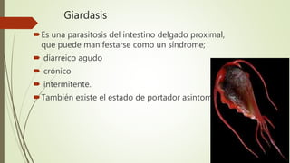 Giardasis
Es una parasitosis del intestino delgado proximal,
que puede manifestarse como un síndrome;
 diarreico agudo
 crónico
 intermitente.
También existe el estado de portador asintomático.
 