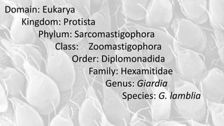 Domain: Eukarya
Kingdom: Protista
Phylum: Sarcomastigophora
Class: Zoomastigophora
Order: Diplomonadida
Family: Hexamitidae
Genus: Giardia
Species: G. lamblia
 