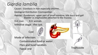 Giardia lamblia
Causes : Giardiasis in man especially children.
Geological Distribution: Cosmopolitan.
Habitat : Duodenum, upper part of small intestine, bile ducts and gall
bladder as trophozoites attached to the mucosa.
D.H: man R.H: animals
Infective stage : the cyst.
Mode of infection:
Contaminated food or water
Flies and food handlers
Faeco-oral Trophozoite
Cyst
 