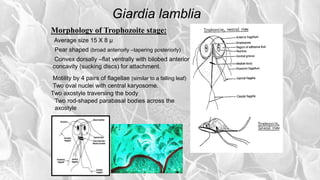 Giardia lamblia
Morphology of Trophozoite stage:
Average size 15 X 8 µ
Pear shaped (broad anteriorly –tapering posteriorly)
Convex dorsally –flat ventrally with bilobed anterior
concavity (sucking discs) for attachment.
Motility by 4 pairs of flagellae (similar to a falling leaf)
Two oval nuclei with central karyosome.
Two axostyle traversing the body
Two rod-shaped parabasal bodies across the
axostyle
 