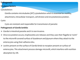 Pathogenesis
Virulence factors:
Cytoskeleton:
Giardia contains microtubules (MT) cytoskeletion which is essential for motility,
attachment, intracellular transport, cell division and encystation/excystation.
Cysts:
Cysts are resistant and responsible for transmission of parasite
Pathogenesis of Giardia lamblia:
 Giardia is intestinal parasite and it is non-invasive.
 Once excystation occurs, trophozoites are releases and they uses their flagella to ‘swim’
to the microvilli covered surface of duodenum and jejunum where they attach to the
enterocytes using their adhesive disc.
 Lectins present on the surface of Giardia binds to receptor present on surface of
enterocytes. This attachment process damage microvilli, which interfere with nutrition
absorption by villi.
 