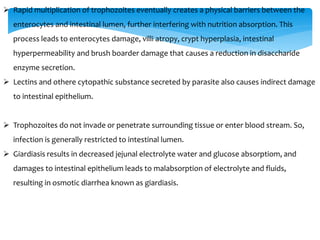  Rapid multiplication of trophozoites eventually creates a physical barriers between the
enterocytes and intestinal lumen, further interfering with nutrition absorption. This
process leads to enterocytes damage, villi atropy, crypt hyperplasia, intestinal
hyperpermeability and brush boarder damage that causes a reduction in disaccharide
enzyme secretion.
 Lectins and othere cytopathic substance secreted by parasite also causes indirect damage
to intestinal epithelium.
 Trophozoites do not invade or penetrate surrounding tissue or enter blood stream. So,
infection is generally restricted to intestinal lumen.
 Giardiasis results in decreased jejunal electrolyte water and glucose absorptiom, and
damages to intestinal epithelium leads to malabsorption of electrolyte and fluids,
resulting in osmotic diarrhea known as giardiasis.
 