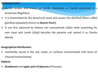 INTRODUCTION:-
 Giardia lamblia also known as Giardia intestinalis, or Giardia duodenalis is a
protozoan flagellates.
 It is transmitted by the faecal-oral route and causes the diarrheal illness called
giardiasis (popularly known as beaver fever).
 It was first observed by Antony von Leewenhoek (1681) while examining his
own stool and Lambi (1859) describe the parasite and named it as Giardia
labmlia
Geographical distribution:
 worldwide; found in the soil, water, or surfaces contaminated with feces of
infected human/animal.
Habitat:
 Duodenum and upper part of jejunum of humans.
 