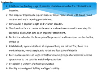 Trophozoite:
 It is the active feeding stage of parasite which is responsible for colonization in
intestine.
 The shape of trophozoite is pear shape or tennis racket shape with broad round
anterior end and a tapering posterior end.
 It measures 9-21 µm in length and 5-5µm in breadth.
 The dorsal surface is convex while ventral surface is concave with a sucking disc
(adhesive disc) which acts as an organ for attachment.
 Behind the adhesive disc lies a pair of large curved and transverse median bodies,
unique to
 It is bilaterally symmetrical and all organs of body are paired. They have two
median bodies, two axostyle, two nuclei and four pairs of flagella.
 Each nucleus consists of large central karyosome giving a characteristic face like
appearance to the parasite in stained preparation.
 Cytoplasm is uniform and finely granulated.
 Motility shown typical ‘fallling leaf type’ motility.
 