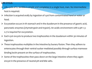 LIFE CYCLE:-
 Life cycle of G. lamblia is simple and completes in a single host, man. No intermediate
host is required.
 Infection is acquired orally by ingestion of cyst from contaminated hand or water or
food.
 Excystation occurs in th stomach and in the duodenum in the presence of gastric acid,
pancreatic enzymes (chymotrypsin and trypsin). An acidic environment with a pH 1.3-
2.7 is required for excystation.
 Each cyst excysts to produce two trophozoites in the duodenum within 30 minutes of
ingestion.
 These trophozoites multiplies in the intestine by bunary fission. Then they adhere to
enterocytes through their ventral sucker mediated possibly through surface mannose-
binding lectin present on the surface of trophozoites.
 Some of the trophozoites then pass down on the large intestine where they again
encyst in the presence of neutral pH and bile salts.
 