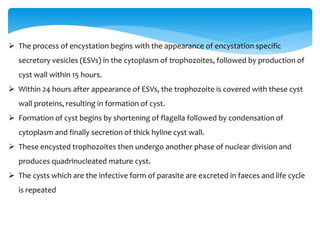  The process of encystation begins with the appearance of encystation specific
secretory vesicles (ESVs) in the cytoplasm of trophozoites, followed by production of
cyst wall within 15 hours.
 Within 24 hours after appearance of ESVs, the trophozoite is covered with these cyst
wall proteins, resulting in formation of cyst.
 Formation of cyst begins by shortening of flagella followed by condensation of
cytoplasm and finally secretion of thick hyline cyst wall.
 These encysted trophozoites then undergo another phase of nuclear division and
produces quadrinucleated mature cyst.
 The cysts which are the infective form of parasite are excreted in faeces and life cycle
is repeated
 