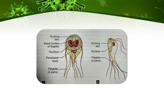 Giardia lamblia