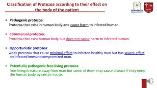 Classification of Protozoa according to their effect on
the body of the patient
• Pathogenic protozoa:
Protozoa that exist in human body and cause harm to infected human.
• Commensal protozoa:
Protozoa that exist human body but does not cause harm to infected human.
• Opportunistic protozoa:
weak protozoa that cause minimal effect to infected healthy man but has severe effect
on infected immunocompromized man.
• Potentially pathogenic free-living protozoa:
free-living in nature away from man but some of them may cause disease if they enter
the human body by certain route.
 