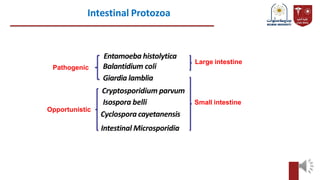 Intestinal Protozoa
Entamoeba histolytica
Balantidium coli
Giardia lamblia
Cryptosporidium parvum
Isospora belli
Cyclospora cayetanensis
Intestinal Microsporidia
Pathogenic
Opportunistic
Large intestine
Small intestine
 