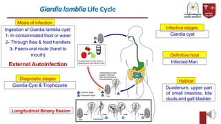 Giardia lamblia Life Cycle
Ingestion of Giardia lamblia cyst:
1- In contaminated food or water
2- Through flies & food handlers
3- Faeco-oral route (hand to
mouth)
External Autoinfection
Mode of infection
Infected Man
Giardia cyst
Definitive host
Infective stages
Giardia Cyst & Trophozoite
Diagnostic stages
Duodenum, upper part
of small intestine, bile
ducts and gall bladder
Habitat
Longitudinal Binary fission
 