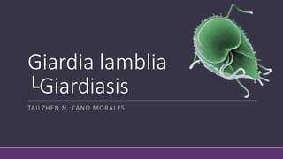 Giardia lamblia
└Giardiasis
TAILZHEN N. CANO MORALES
 