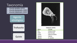 Taxonomía
Giardia intestinalis
Clasificación científica
Reino: Protista
(sin clasif.) Excavata
Filo: Metamonada
Clase: Eopharyngia
Orden: Diplomonadida
Género: Giardia
Especie: G. lamblia
Sinonimia
Clasificación científica
Reino: Protista
(sin clasif.) Excavata
Filo: Metamonada
Clase: Eopharyngia
Orden: Diplomonadida
Género: Giardia
Especie: G. lamblia
Sinonimia
Giardia intestinalis, Giardia duodenalis
Agente
etiológico
Trofozoíto
Quiste
• Giardia lamblia (1870)
• Giardia duonenalis (1880)
• Giardia intestinalis (1890)
 