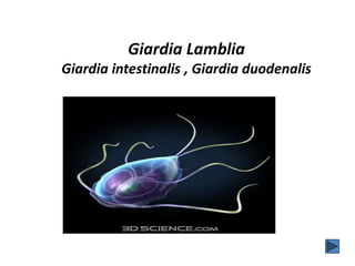 Giardia Lamblia
Giardia intestinalis , Giardia duodenalis
 