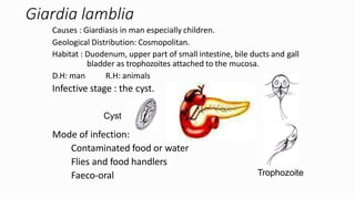 Giardia lamblia
Mode of infection:
Contaminated food or water
Flies and food handlers
Faeco-oral Trophozoite
Causes : Giardiasis in man especially children.
Geological Distribution: Cosmopolitan.
Habitat : Duodenum, upper part of small intestine, bile ducts and gall
bladder as trophozoites attached to the mucosa.
D.H: man R.H: animals
Infective stage : the cyst.
Cyst
 
