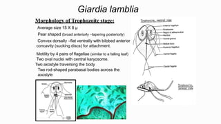 Giardia lamblia
Morphology of Trophozoite stage:
Average size 15 X 8 µ
Pear shaped (broad anteriorly –tapering posteriorly)
Convex dorsally –flat ventrally with bilobed anterior
concavity (sucking discs) for attachment.
Motility by 4 pairs of flagellae (similar to a falling leaf)
Two oval nuclei with central karyosome.
Two axostyle traversing the body
Two rod-shaped parabasal bodies across the
axostyle
 