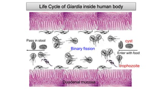 Binary fission
Enter with food
Pass in stool
Duodenal mucosa
cyst
trophozoite
 