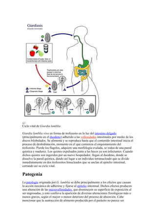 Ciclo vital de Giardia lamblia.
Giardia lamblia vive en forma de trofozoito en la luz del intestino delgado
(principalmente en el duodeno) adherido a las vellosidades intestinales por medio de los
discos bilobulados. Se alimenta y se reproduce hasta que el contenido intestinal inicia el
proceso de deshidratación, momento en el que comienza el enquistamiento del
trofozoito. Pierde los flagelos, adquiere una morfología ovalada, se rodea de una pared
quística y madurez. Los quistes expulsados junto a las heces ya son infectantes. Cuando
dichos quistes son ingeridos por un nuevo hospedador, llegan al duodeno, donde se
disuelve la pared quística, dando así lugar a un individuo tetranucleado que se divide
inmediatamente en dos trofozoitos binucleados que se anclan al epitelio intestinal,
cerrando así su ciclo vital.
Patogenia
La patología originada por G. lamblia se debe principalmente a los efectos que causan
la acción mecánica de adherirse y fijarse al epitelio intestinal. Dichos efectos producen
una alteración de las microvellosidades, que disminuyen su superficie de exposición al
ser engrosadas, y esto conlleva la aparición de diversas alteraciones fisiológicas más o
menos graves, según el mayor o menor deterioro del proceso de absorción. Cabe
mencionar que la sustracción de alimento producida por el parásito no parece ser
 