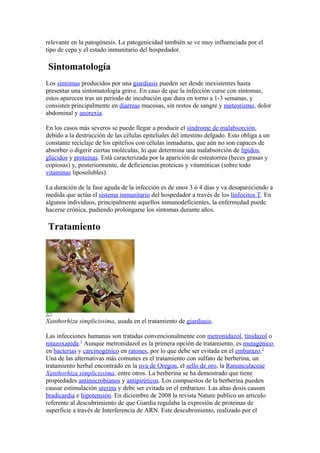 relevante en la patogénesis. La patogenicidad también se ve muy influenciada por el
tipo de cepa y el estado inmunitario del hospedador.
Sintomatología
Los síntomas producidos por una giardiasis pueden ser desde inexistentes hasta
presentar una sintomatología grave. En caso de que la infección curse con síntomas,
estos aparecen tras un período de incubación que dura en torno a 1-3 semanas, y
consisten principalmente en diarreas mucosas, sin restos de sangre y meteorismo, dolor
abdominal y anorexia.
En los casos más severos se puede llegar a producir el síndrome de malabsorción,
debido a la destrucción de las células epiteliales del intestino delgado. Esto obliga a un
constante reciclaje de los epitelios con células inmaduras, que aún no son capaces de
absorber o digerir ciertas moléculas, lo que determina una malabsorción de lípidos,
glúcidos y proteínas. Está caracterizada por la aparición de esteatorrea (heces grasas y
copiosas) y, posteriormente, de deficiencias proteicas y vitamínicas (sobre todo
vitaminas liposolubles).
La duración de la fase aguda de la infección es de unos 3 ó 4 días y va desapareciendo a
medida que actúa el sistema inmunitario del hospedador a través de los linfocitos T. En
algunos individuos, principalmente aquellos inmunodeficientes, la enfermedad puede
hacerse crónica, pudiendo prolongarse los síntomas durante años.
Tratamiento
Xanthorhiza simplicissima, usada en el tratamiento de giardiasis.
Las infecciones humanas son tratadas convencionalmente con metronidazol, tinidazol o
nitazoxanida.1
Aunque metronidazol es la primera opción de tratamiento, es mutagénico
en bacterias y carcinogénico en ratones, por lo que debe ser evitada en el embarazo.2
Una de las alternativas más comunes es el tratamiento con sulfato de berberina, un
tratamiento herbal encontrado en la uva de Oregon, el sello de oro, la Ranunculaceae
Xanthorhiza simplicissima, entre otros. La berberina se ha demostrado que tiene
propiedades antimicrobianos y antipiréticos. Los compuestos de la berberina pueden
causar estimulación uterina y debe ser evitada en el embarazo. Las altas dosis causan
bradicardia e hipotensión. En diciembre de 2008 la revista Nature publico un articulo
referente al descubrimiento de que Giardia regulaba la expresión de proteinas de
superficie a través de Interferencia de ARN. Este descubrimiento, realizado por el
 
