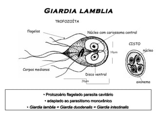 Giardia lambliaGiardia lamblia
• Protozoário flagelado parasita cavitário
• adaptado ao parasitismo monoxênico
• Giardia lamblia = Giardia duodenalis = Giardia intestinalis
• Protozoário flagelado parasita cavitário
• adaptado ao parasitismo monoxênico
• Giardia lamblia = Giardia duodenalis = Giardia intestinalis
flagelos Núcleo com cariossoma central
Disco ventral
Corpos medianos
TROFOZOÍTA
CISTO
20µm
10µm
núcleo
axonema
 