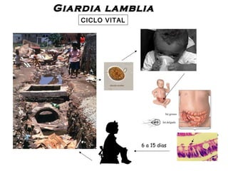 Giardia lambliaGiardia lamblia
CICLO VITAL
6 a 15 dias
Int.grosso
Int.delgado
 