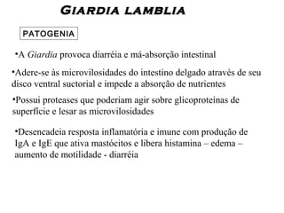 Giardia lambliaGiardia lamblia
PATOGENIA
•A Giardia provoca diarréia e má-absorção intestinal
•Adere-se às microvilosidades do intestino delgado através de seu
disco ventral suctorial e impede a absorção de nutrientes
•Possui proteases que poderiam agir sobre glicoproteínas de
superfície e lesar as microvilosidades
•Desencadeia resposta inflamatória e imune com produção de
IgA e IgE que ativa mastócitos e libera histamina – edema –
aumento de motilidade - diarréia
 