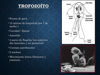 TROFOZOÍTO
•Forma de pera
•15 micras de longuitud por 7 de
ancho.|
•Cavidad : fijarse
•Axiostilo
•4 pares de flagelos (un anterior,
dos laterales y un posterior)
•Cuerpos parabasales
•2 núcleos
•Movimiento lento,vibratorio y
rotatorio.
 