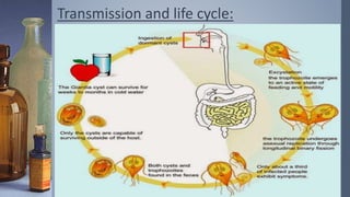 Transmission and life cycle:
 