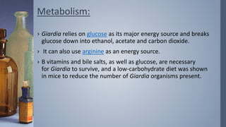 Metabolism:
› Giardia relies on glucose as its major energy source and breaks
glucose down into ethanol, acetate and carbon dioxide.
› It can also use arginine as an energy source.
› B vitamins and bile salts, as well as glucose, are necessary
for Giardia to survive, and a low-carbohydrate diet was shown
in mice to reduce the number of Giardia organisms present.
 