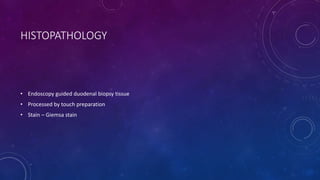 HISTOPATHOLOGY
• Endoscopy guided duodenal biopsy tissue
• Processed by touch preparation
• Stain – Giemsa stain
 