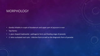 MORPHOLOGY
• Giardia inhabits in crypts of duodenum and upper part of jejunum in man
• Two forms:
• 1. pear shaped trophozoite : pathogenic form and feeding stage of parasite
• 2. tetra nucleated oval cysts : infective form as well as the diagnostic form of parasite
 
