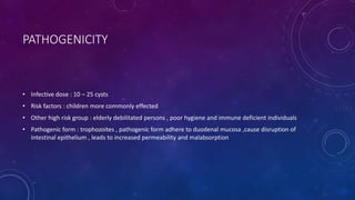 PATHOGENICITY
• Infective dose : 10 – 25 cysts
• Risk factors : children more commonly effected
• Other high risk group : elderly debilitated persons , poor hygiene and immune deficient individuals
• Pathogenic form : trophozoites , pathogenic form adhere to duodenal mucosa ,cause disruption of
intestinal epithelium , leads to increased permeability and malabsorption
 