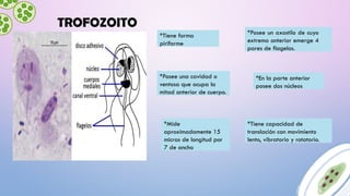 giardiasis y otros flagelados intestinales .pptx