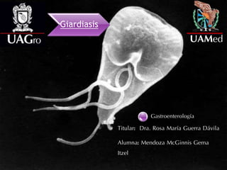 Giardiasis
UAMed
Titular: Dra. Rosa María Guerra Dávila
Alumna: Mendoza McGinnis Gema
Itzel
Gastroenterología
 